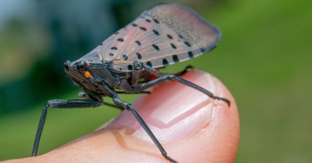 Spotted lanternfly on a person's finger.