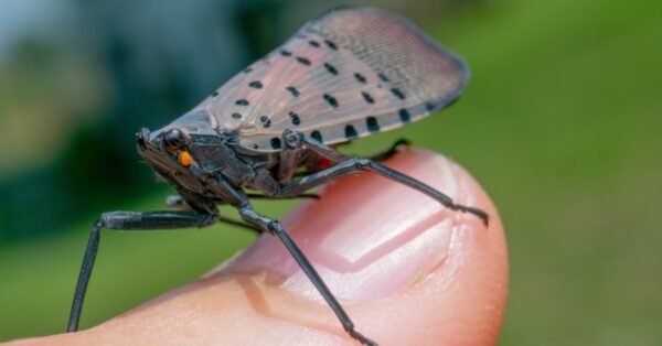 Spotted Lanternfly Fun Facts