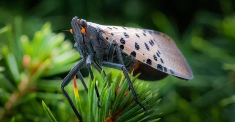 Spotted lanternfly sitting on a flower.