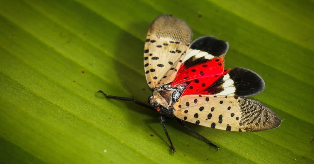 Spotted lanternfly sitting with open wings on a leaf.