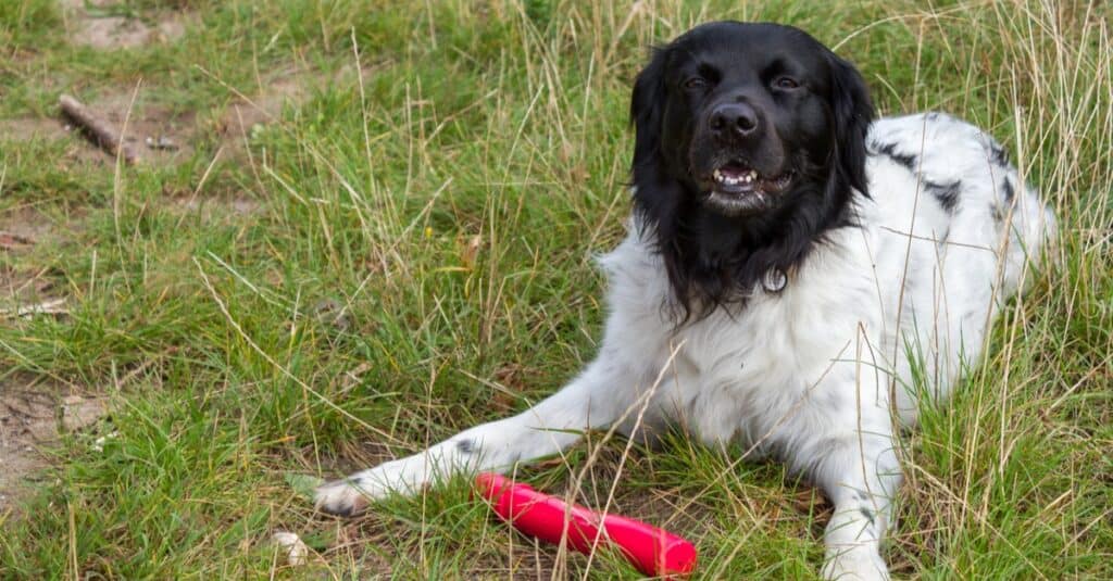 Frisian Stabyhoun having fun at the dogpark.