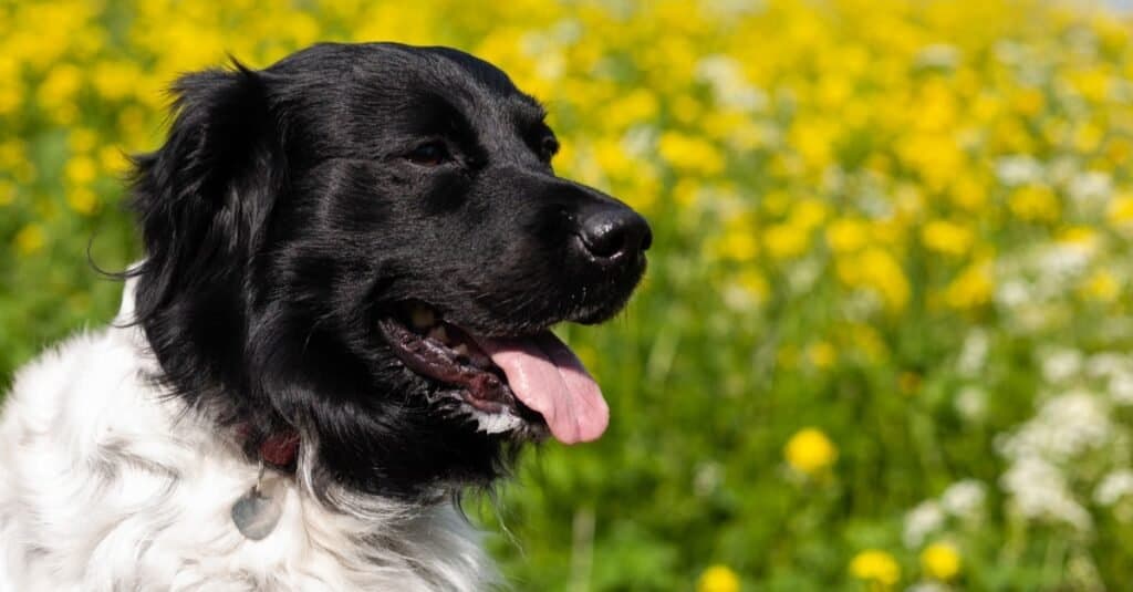 Beautiful Frisian Stabyhoun sitting in a field of flowers.