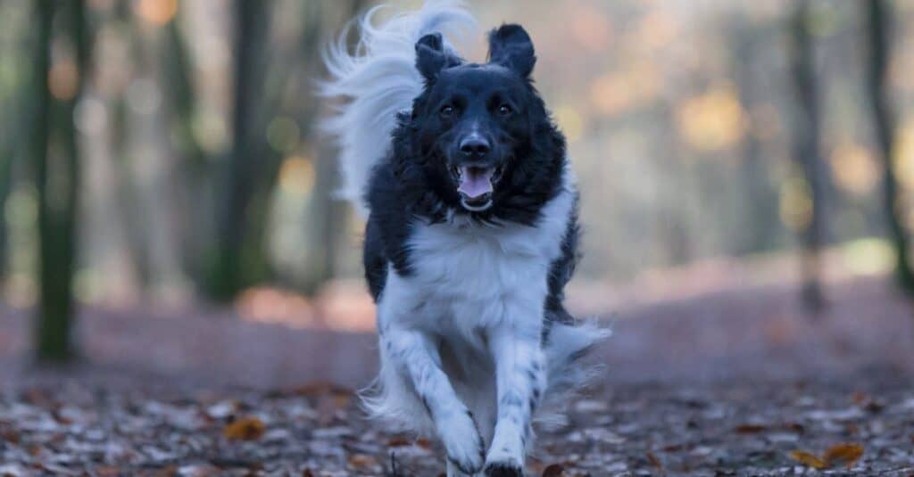 An adult female Stabyhoun dog running over a path with leaves in a forest at fall.