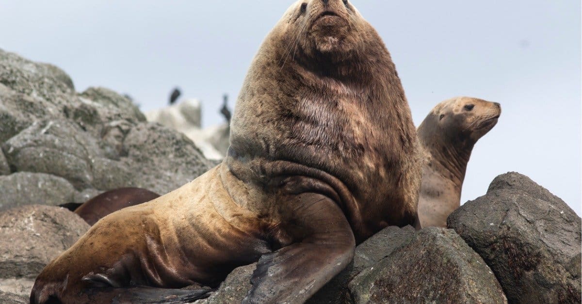 sea lion vs walrus