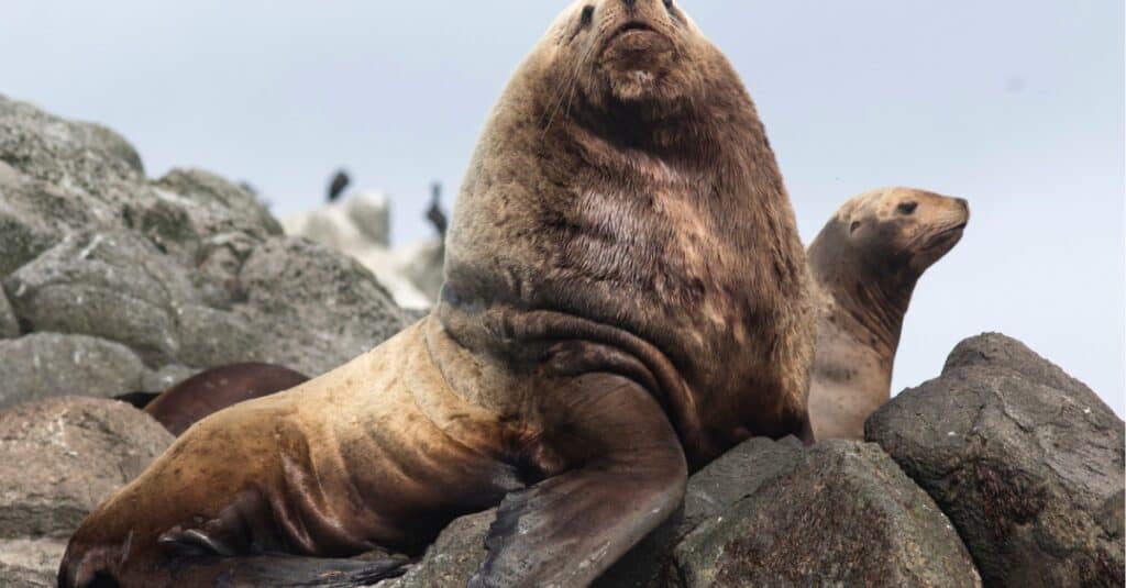 A sea lion perched on a stone. 