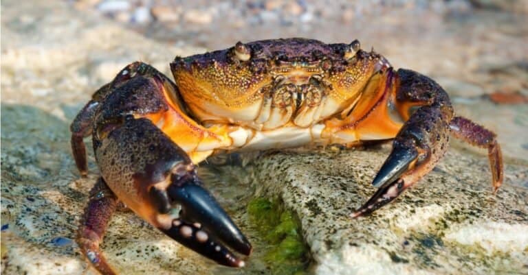 Large Stone crab goes to the water on the coastal rocks.