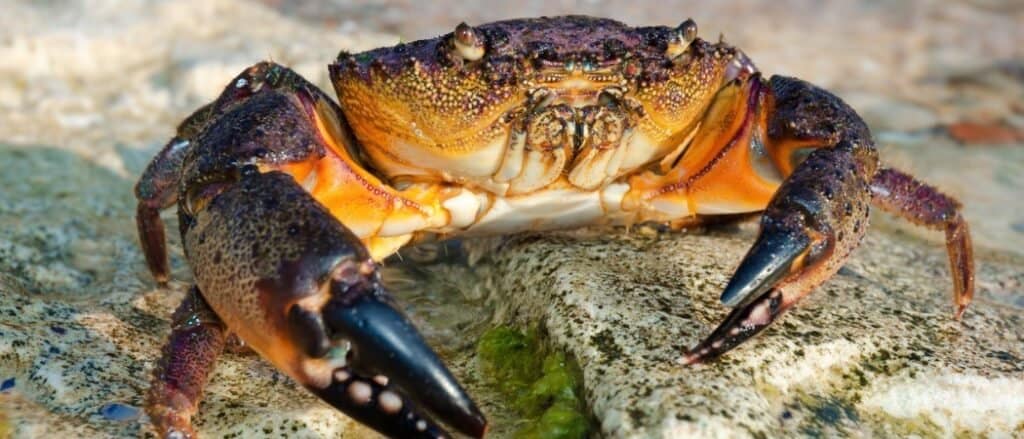 Stone Crab close-up