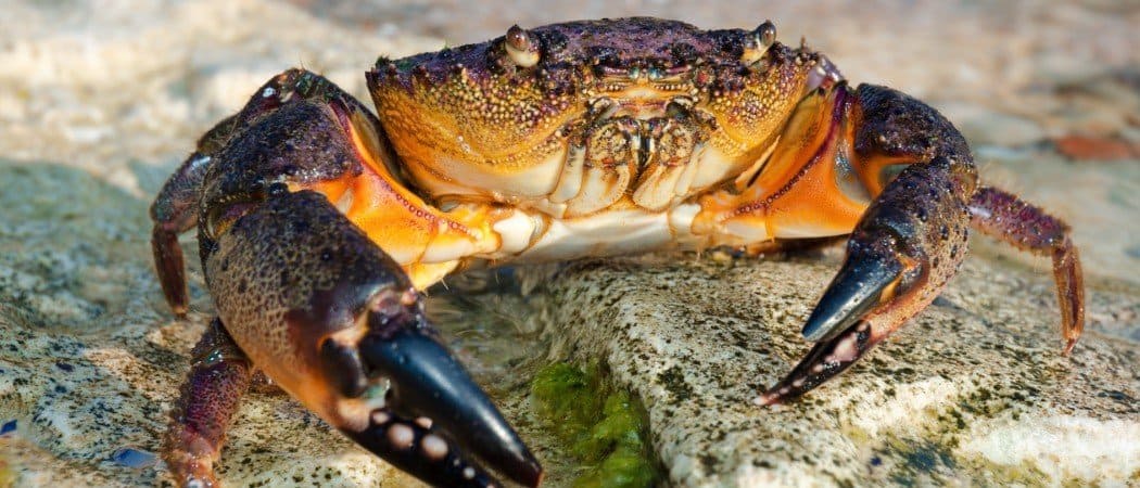 Stone Crab Animal Facts - A-Z Animals