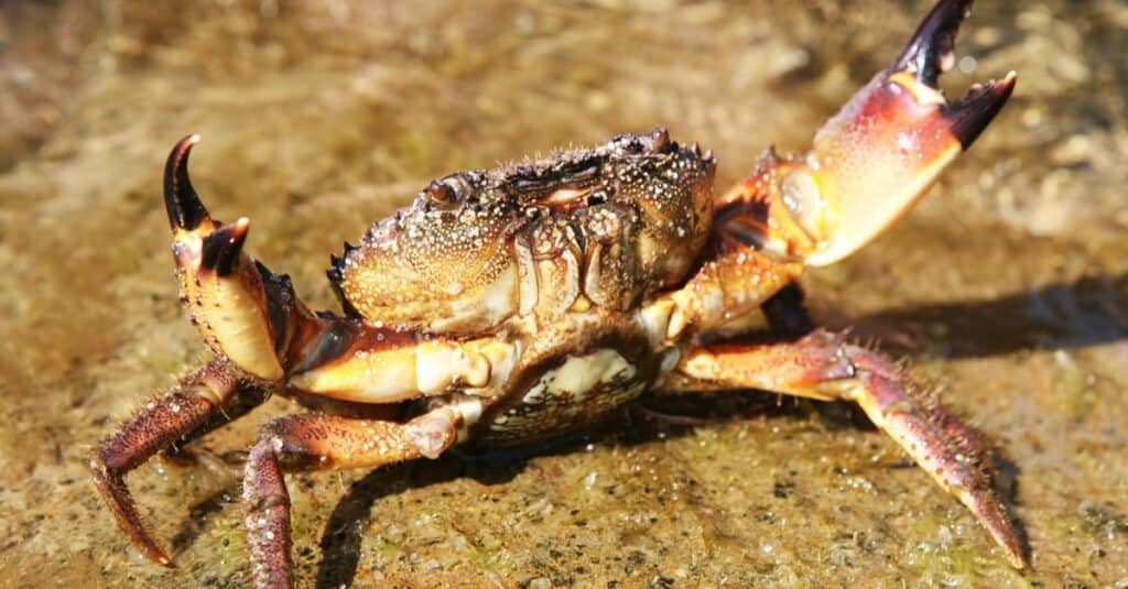 Attacking Stone crab on a rock near the sea.