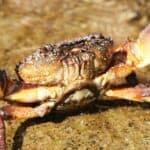 Florida stone crab