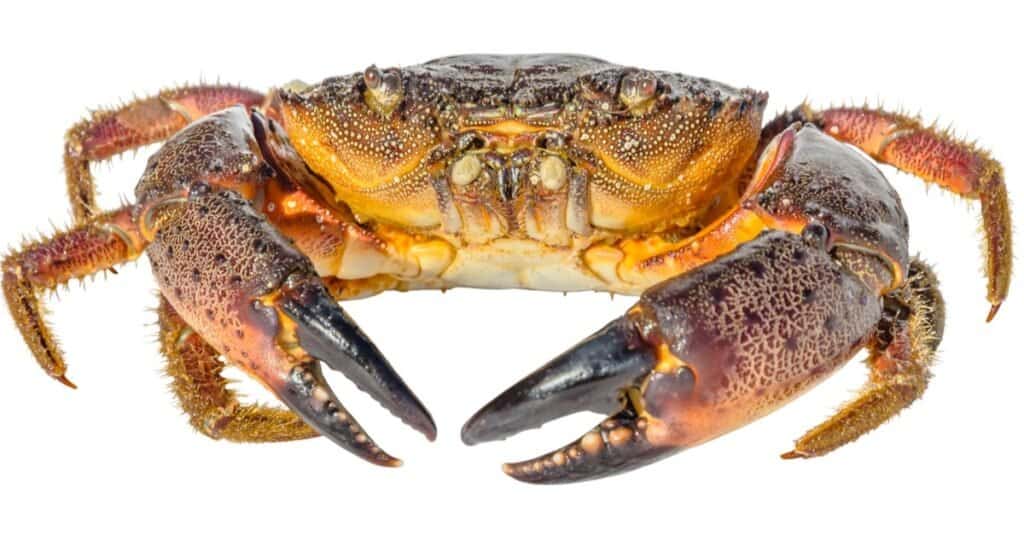 Colorful stone crab isolated on white background.