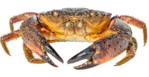 Stone Crab vs. Dungeness Crab photo