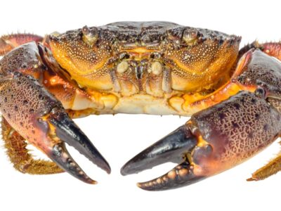 A Stone Crab vs. Dungeness Crab