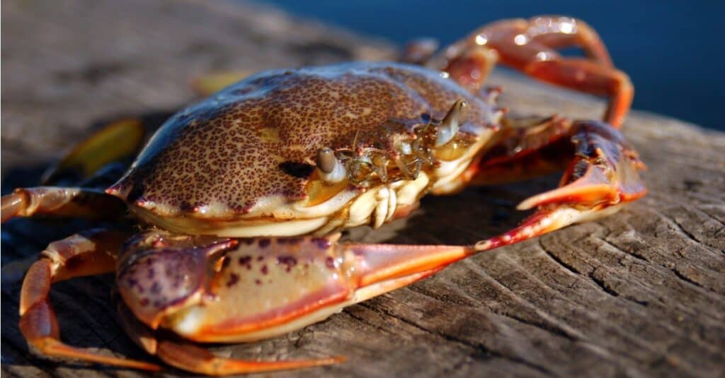 A Stone crab stops along a wooden pier near the water.