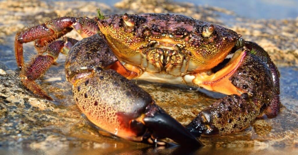 Large Stone Crab on coastal rocks at the sea.