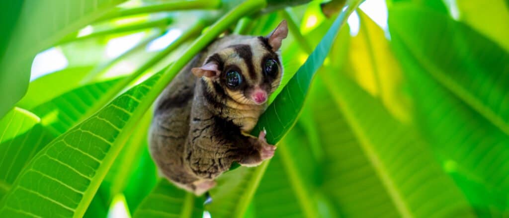 Sugar Glider