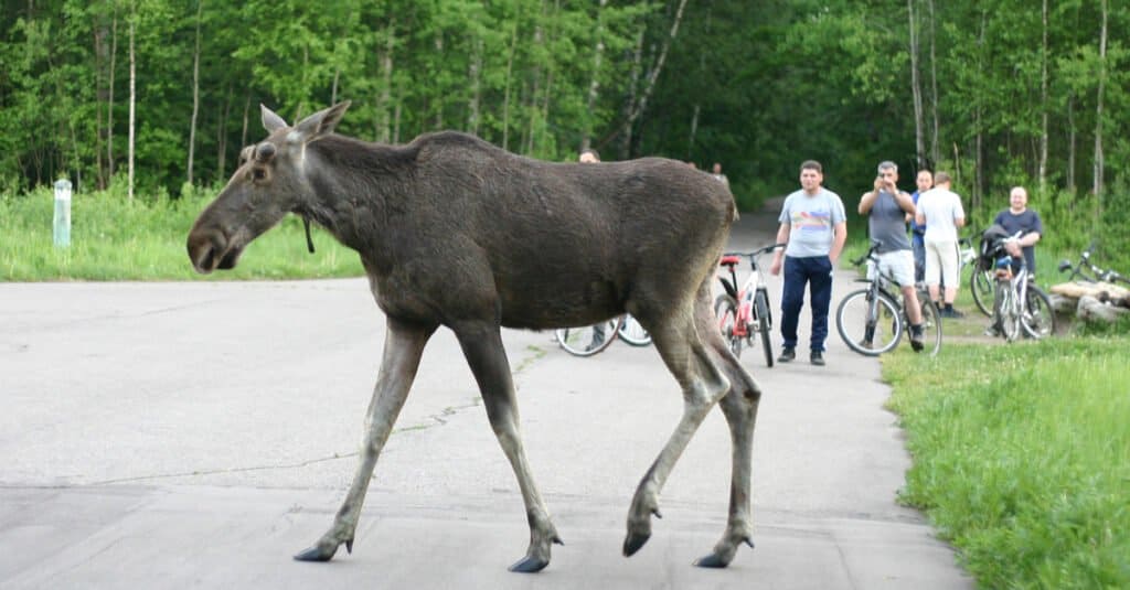 Moose Size Comparison - Tall Moose