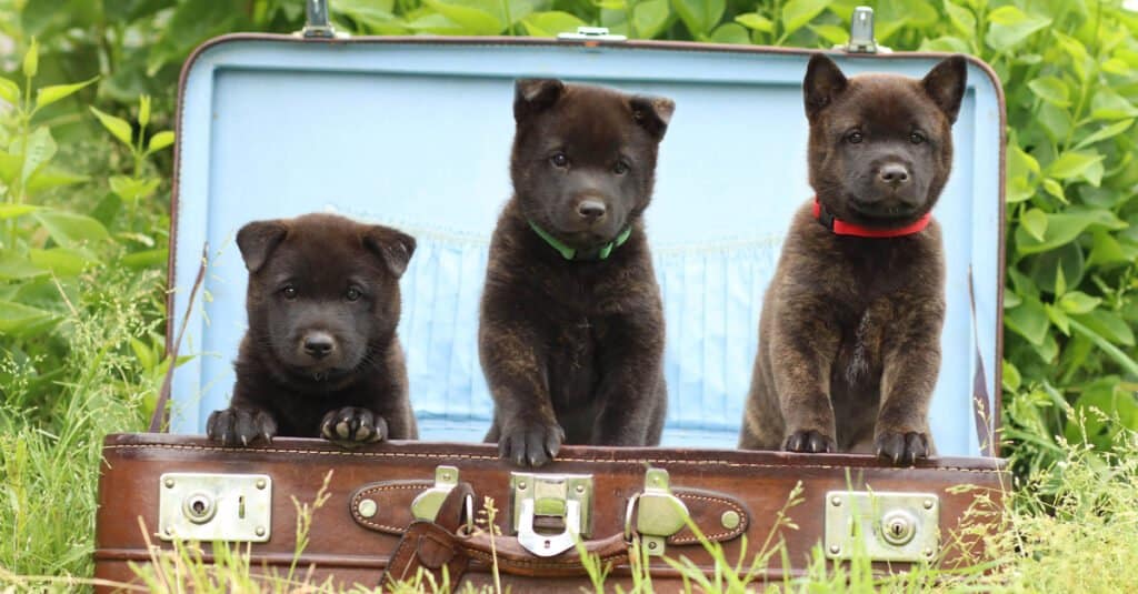Three Kai Ken Puppies in a Suitcase