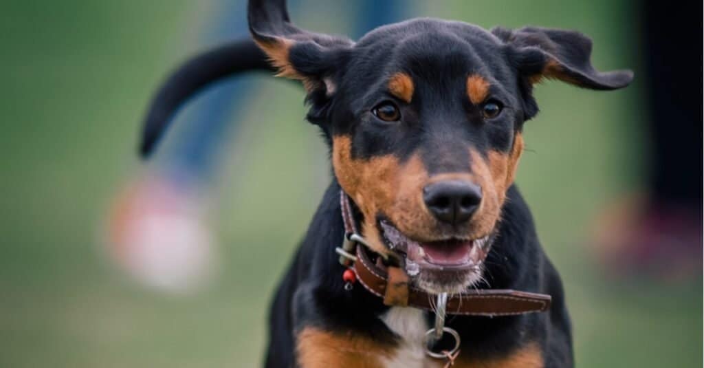 Pure breed Transylvanian Hound close-up.