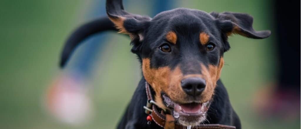 Transylvanian Hound close-up