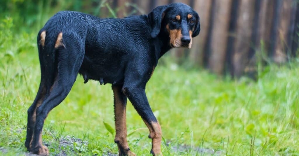 Purebred Transylvanian Hound, also known as the Transylvanian Scent Hound or Hungarian Hound.