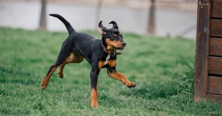 Pure breed Transylvanian Hound puppy running in a dog park.