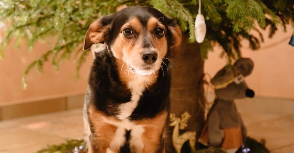 A Transylvanian hound sits near a decorated Christmas tree.