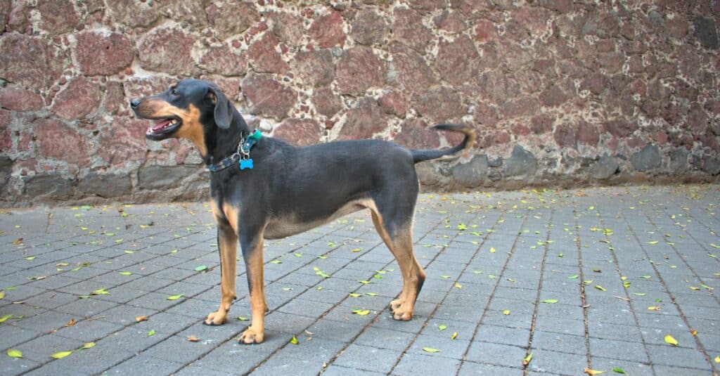 Transylvanian hound dog in the park.