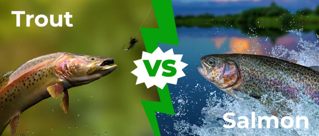 Trout vs Salmon 1050x450