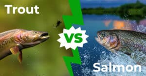Trout vs. Salmon: The Key Differences Explained Picture