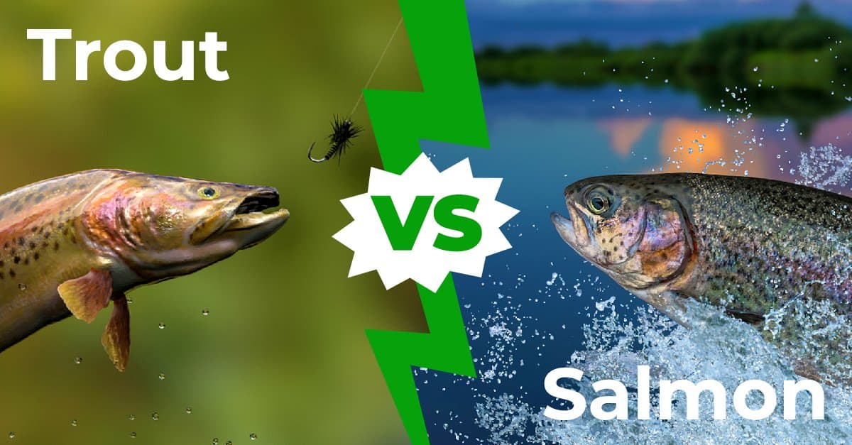 Trout vs. Salmon: The Key Differences Explained - AZ Animals