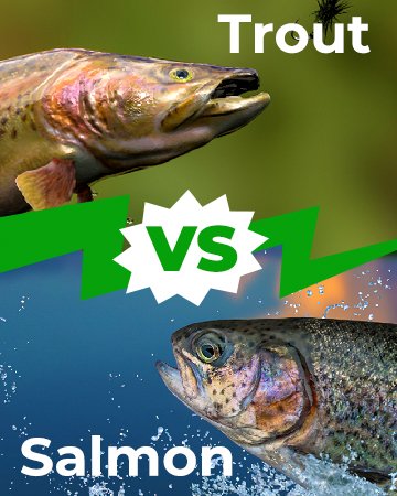 Trout vs Salmon 360x450