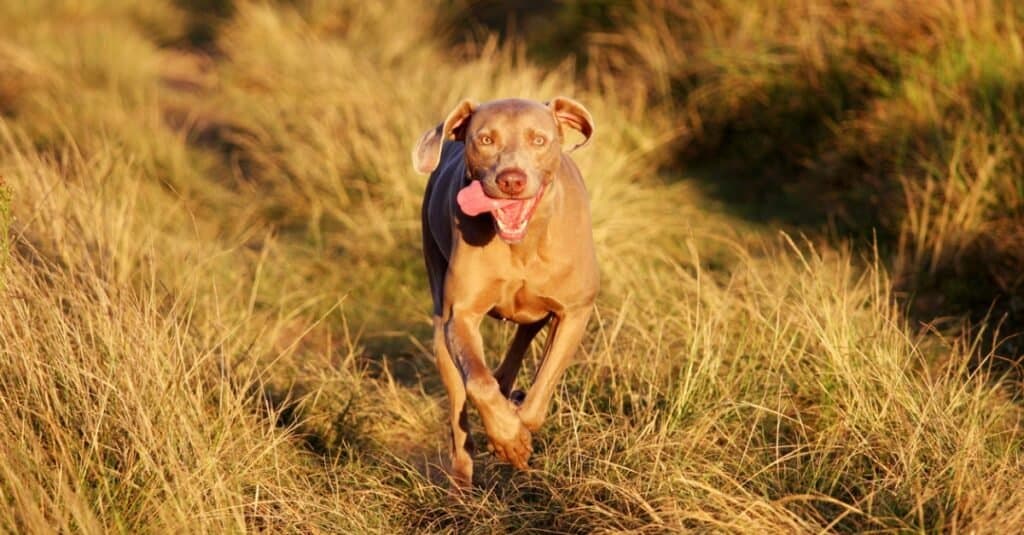 Fastest Dogs: Weimaraner