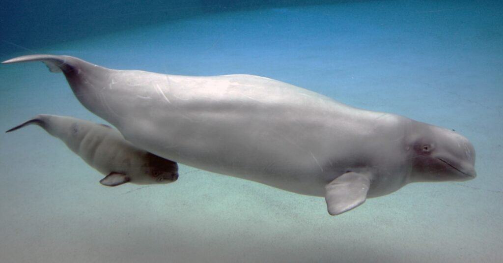 beluga whales eating fish