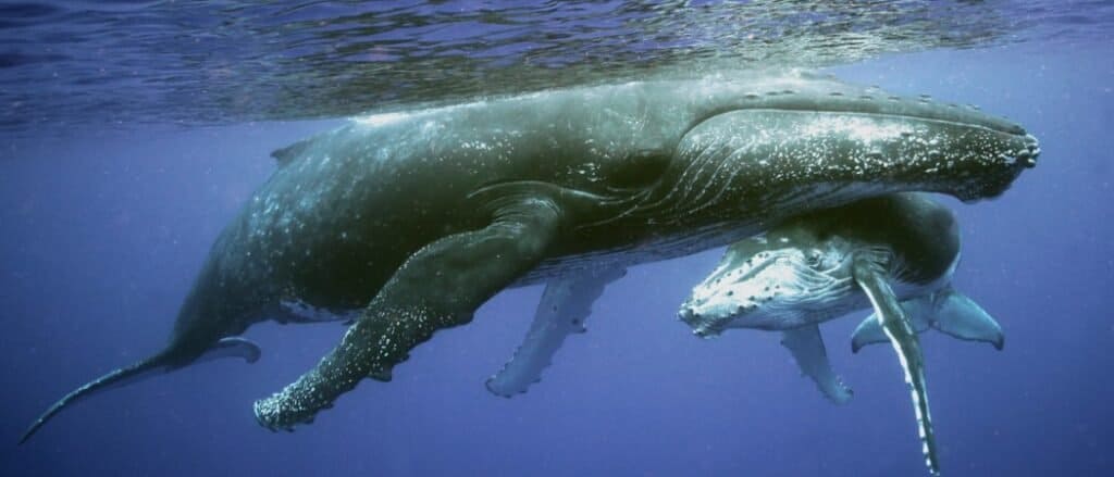 Whales Drink Milk Underwater