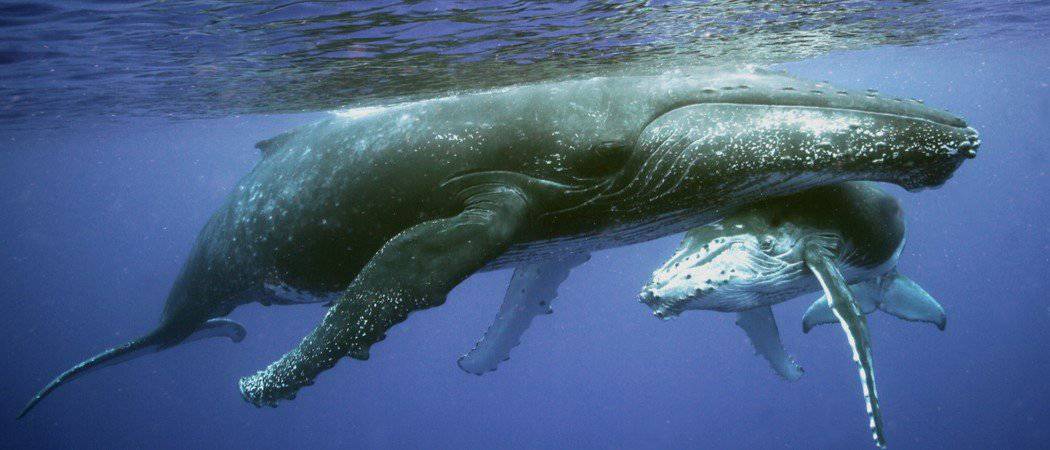 How Do Whales Drink Milk Underwater? - AZ Animals