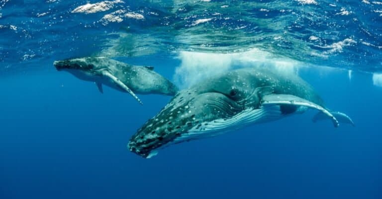 Whales Drink Milk Underwater humpback
