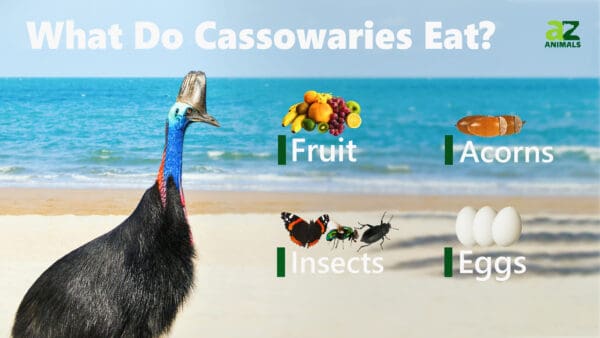 What Do Cassowaries Eat? - IMP WORLD