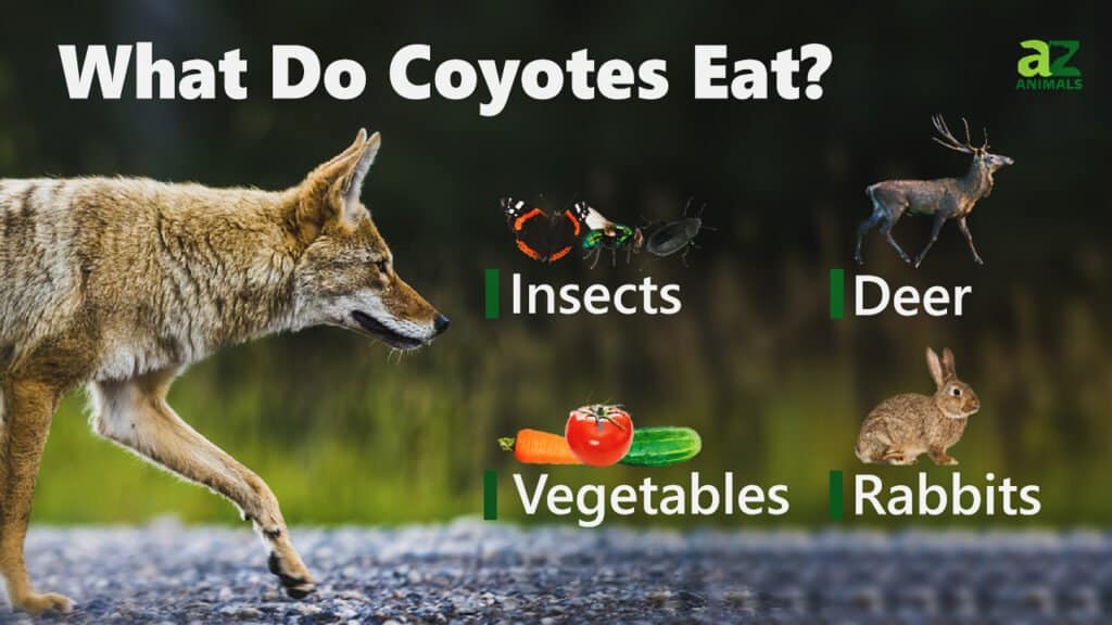 what coyotes eat