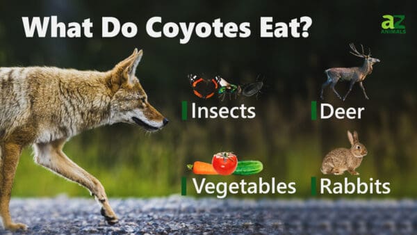 Coyote - A-Z Animals