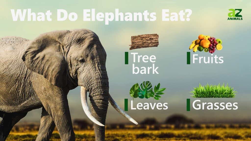 what do elephants eat