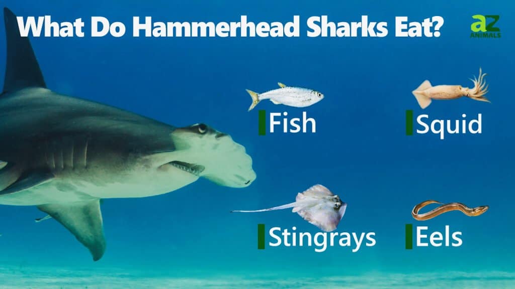 hammerhead shark feeding