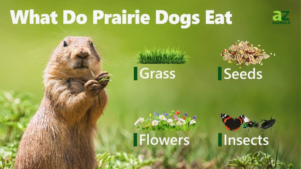 what do groundhogs eat