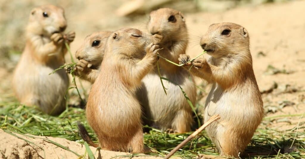 what do you feed a prairie dog