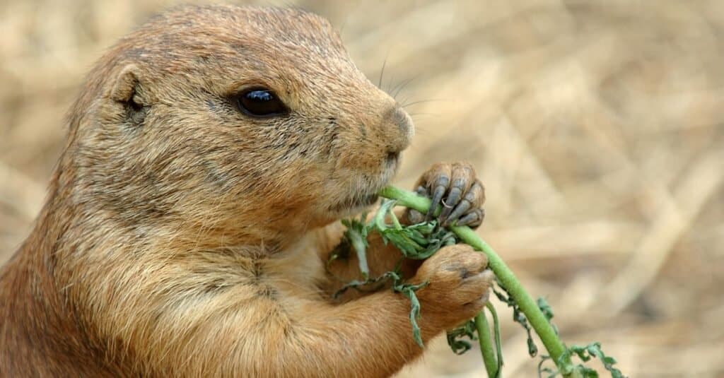 what food do prairie dogs eat