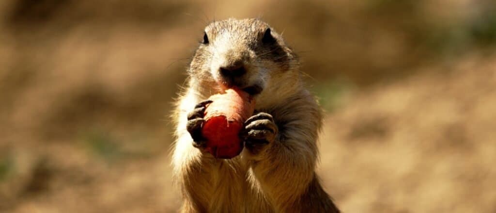 what do groundhogs eat