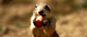What Do Prairie Dogs Eat? Picture