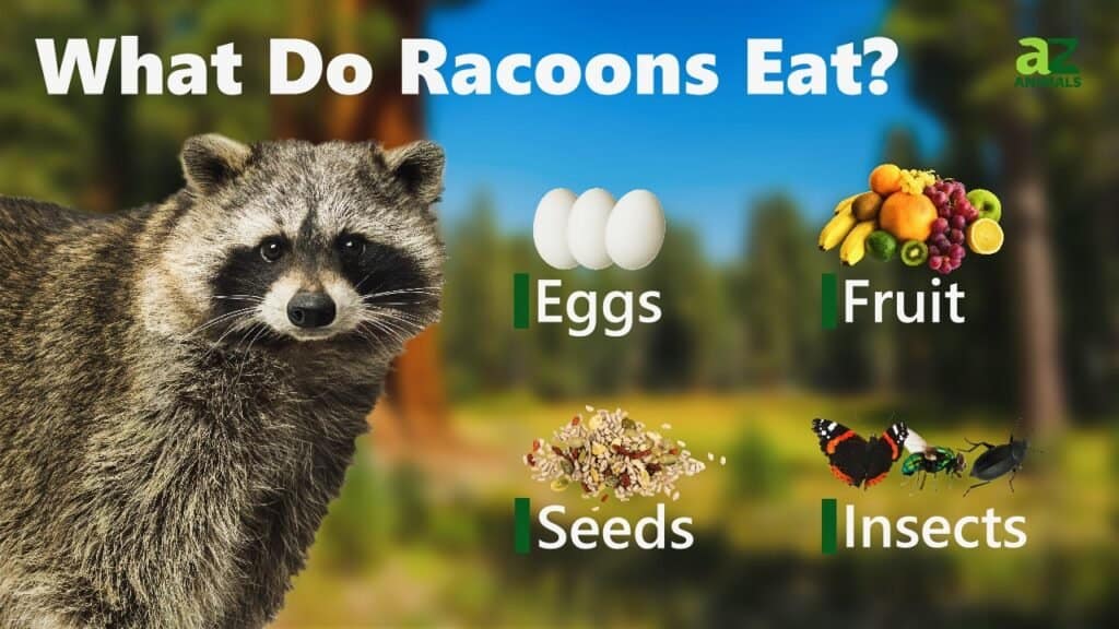 what raccoons eat