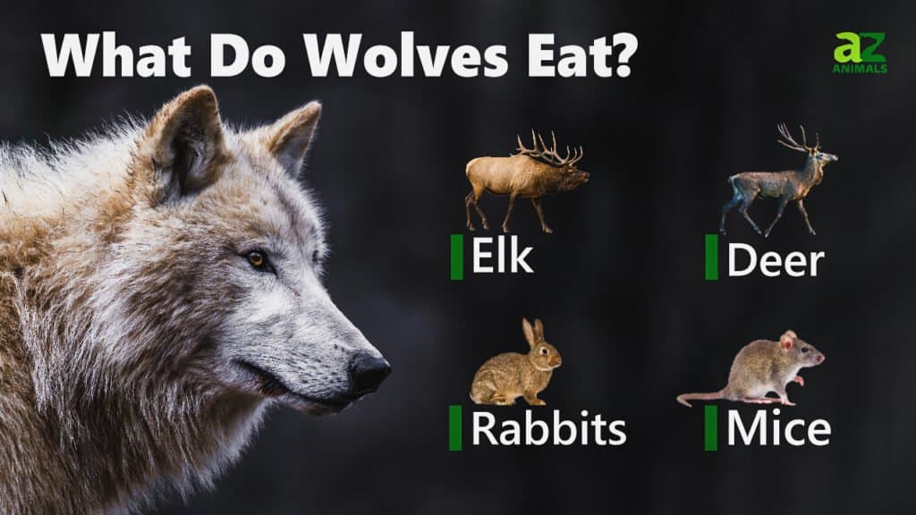 Red Wolf Eating Habits