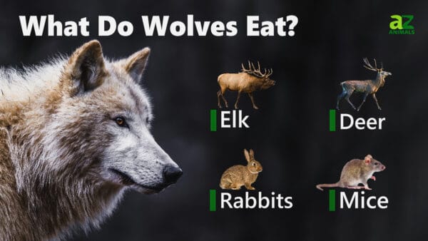 What Do Wolves Eat? - A-Z Animals